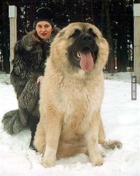 caucasian dogs for sale